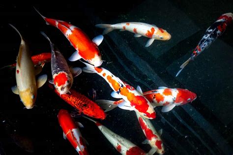 1000+ Imported Aquarium Fish For Sale .